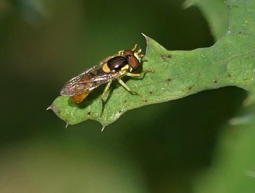 Sphaerophoria rueppelli